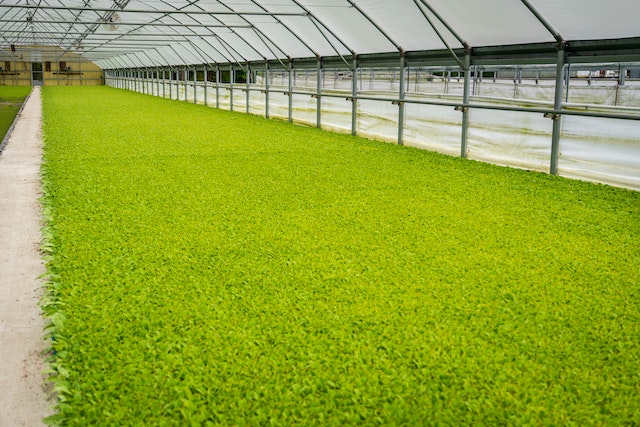 hodowla alg w Polsce